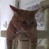 Фото профиля Feralina Cat