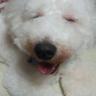 TOMOchan's profile picture