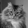 Profilbild von Ornery