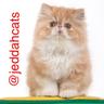 قطط جدة profil fotoğrafı