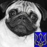 dogmotya 的头像