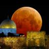 صفد فلسطيني's profile picture