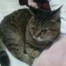 冷華(REIKA) profil fotoğrafı