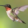 hummingbirdmom50's profile picture