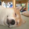 Profilbild von グチ犬