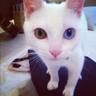tomちゃんぺBot profil fotoğrafı