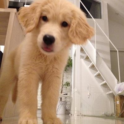 Lucy🌸 & Robin🍀 GR🐾's profile picture