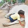 जय गाय मॉ's profile picture