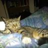 SauceSighIty - 🗣️🗣️🗣️ 的头像