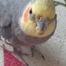 popo profil fotoğrafı