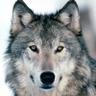 3500graywolf's profile picture
