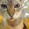 ちょびすけ profil fotoğrafı