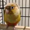 Ahsheng Lin profil fotoğrafı
