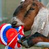 Profilbild von Grassy Fork GOAT