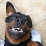Profilbild von Rottimus of Weilerville