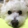 しらたまん's profile picture