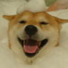 Profilbild von 犬
