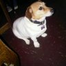 Фото профиля Dawn🐕🇬🇧🏴󠁧󠁢󠁥󠁮󠁧󠁿🥀🪴🏵️🌹🏖️💥