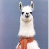 Llama 的头像