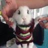 Собачья Россия 的头像