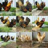 kuwait_chicken's profile picture