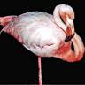 iheartflamingos🦩🦩🦩 的头像