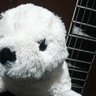 Dani T1001 profil fotoğrafı