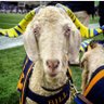 OldAndGnarly's profile picture