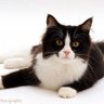 Profilbild von Schrödinger's Cat
