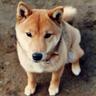 猫侍@まんどら鯖's profile picture