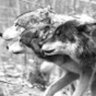 Silver_Wolf01's profile picture