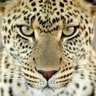 Profilbild von Cliff Lee