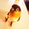 ありんこ's profile picture