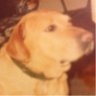 ghostdog 的头像