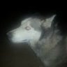 WOLFMEDYA profil fotoğrafı