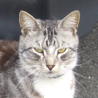 帽子屋's profile picture