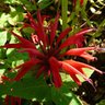 Monarda B. Allen's profile picture