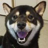 ぺーた 的头像