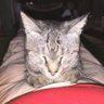 きぃふ profil fotoğrafı