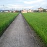 コイオー 的头像
