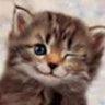 Фото профиля Winky Cat