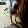 Frannie Jo profil fotoğrafı