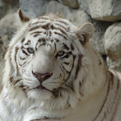 tobuzoo7's profile picture