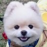 松本チャッピー's profile picture