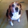 Profilbild von beagleboys