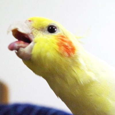 toru2929's profile picture