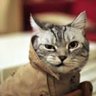 Фото профиля slumcat