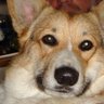 Marco Welsh Corgi's profile picture