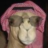 مرقص البعارين's profile picture