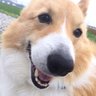 Profilbild von くまを